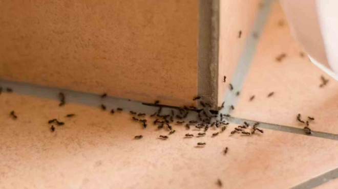 mυρμήγκια-7-έξυπνοι-τρόποι-για-να-τα-διώ-194460