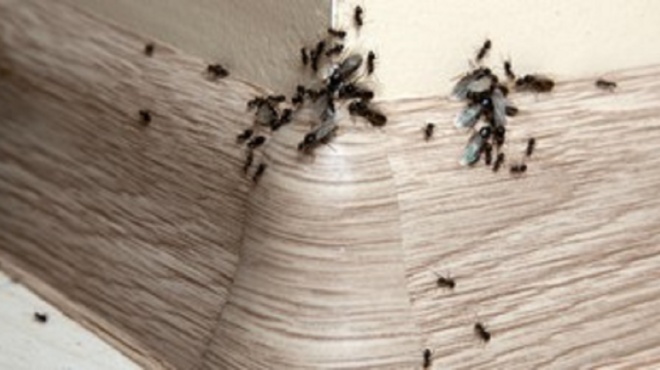 πώς-θα-διώξετε-τα-μυρμήγκια-από-το-σπίτ-198112
