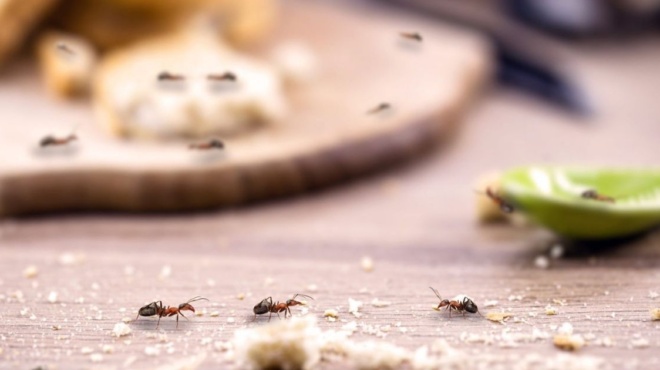 μυρμήγκια-το-έξυπνο-κόλπο-για-να-απαλλ-198619