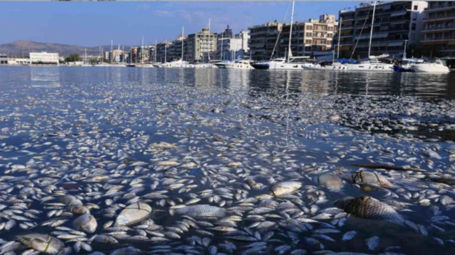 βόλος-μετά-τα-νεκρά-ψάρια-έρχονται-οι-κ-215611