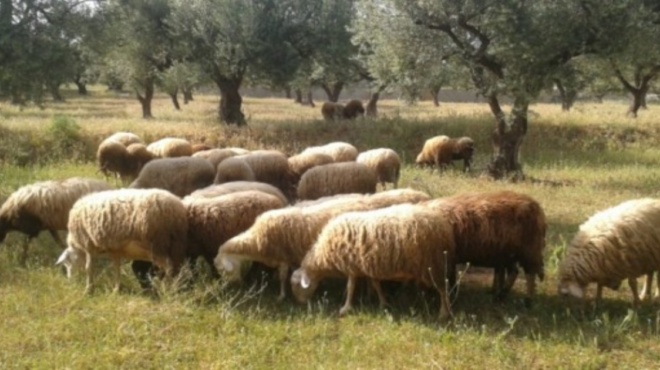 ανησυχία-για-την-ευλογιά-των-προβάτων-226273