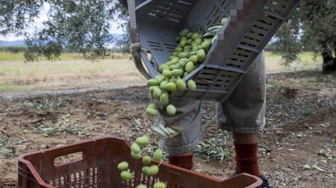 μεσσηνία-κοιμάται-μέσα-στο-ελαιοτριβ-225919